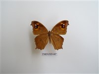 藏品(暮眼蝶)的圖片